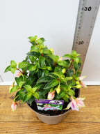 Fuchsia Patio Dancers 'Mambo' (2ltr)