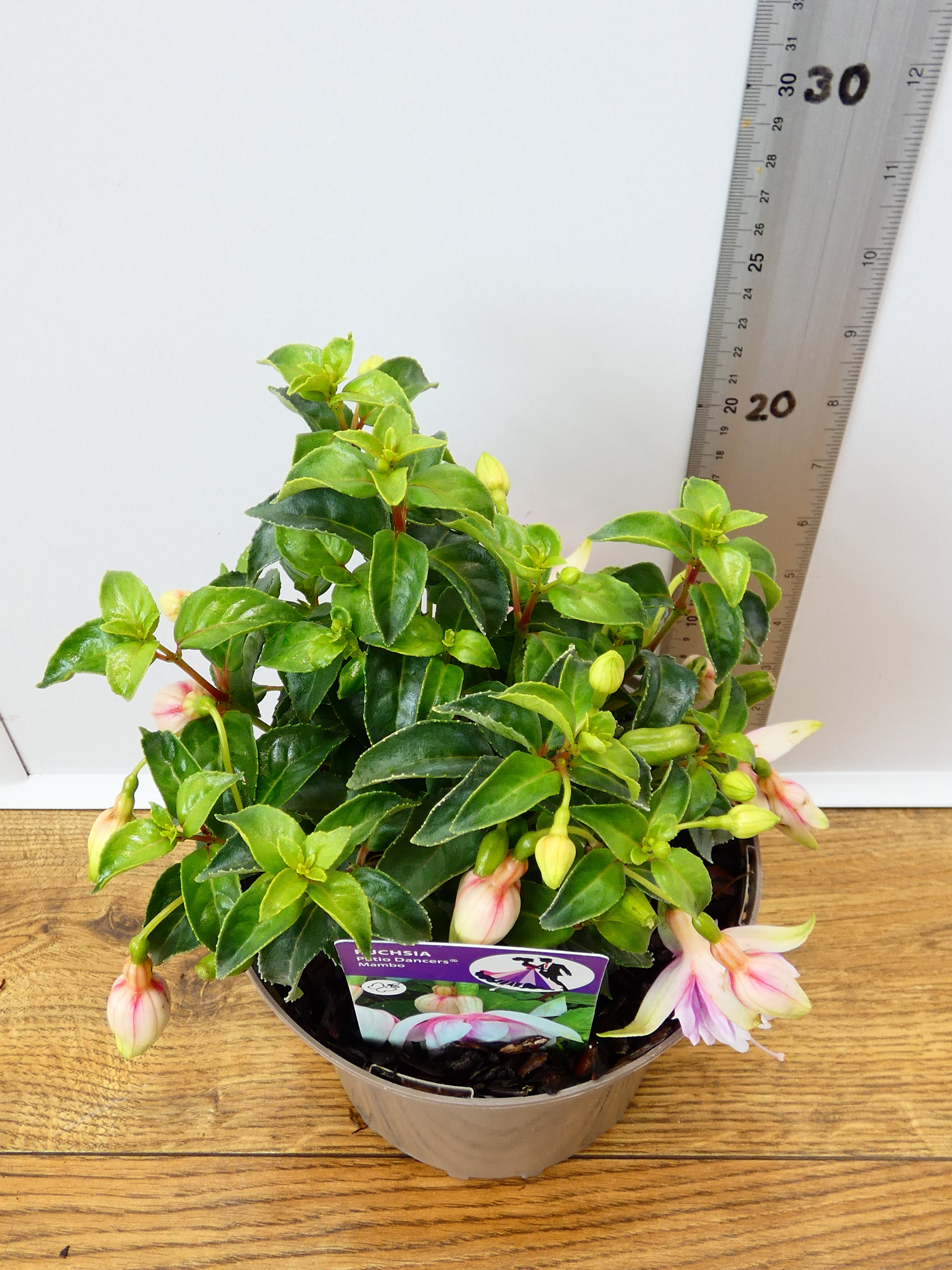 Fuchsia Patio Dancers 'Mambo' (2ltr)