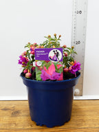 Fuchsia Patio Dancers 'Jive' (2ltr)