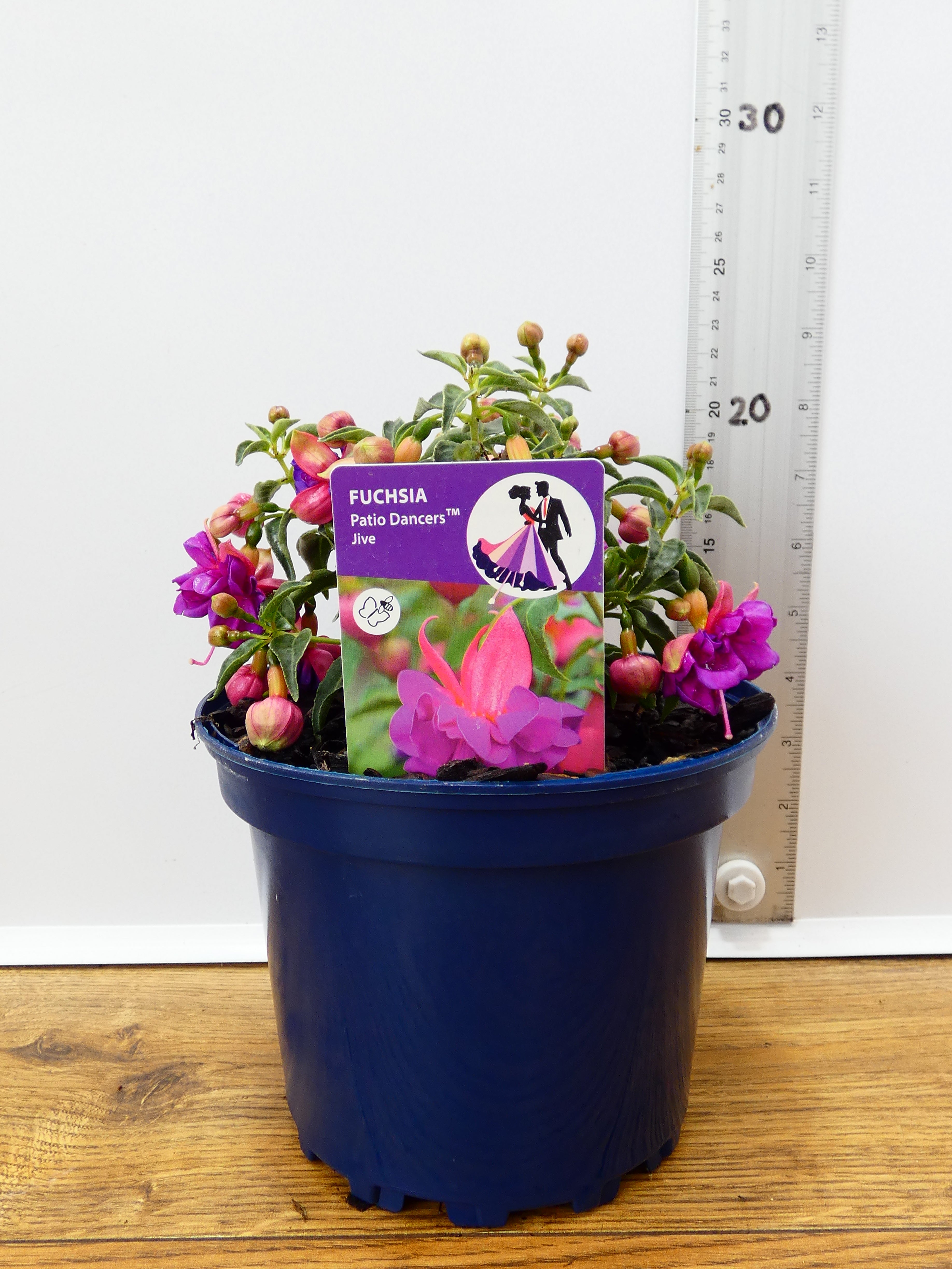 Fuchsia Patio Dancers 'Jive' (2ltr)