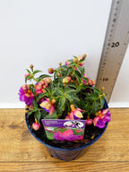 Fuchsia Patio Dancers 'Jive' (2ltr)
