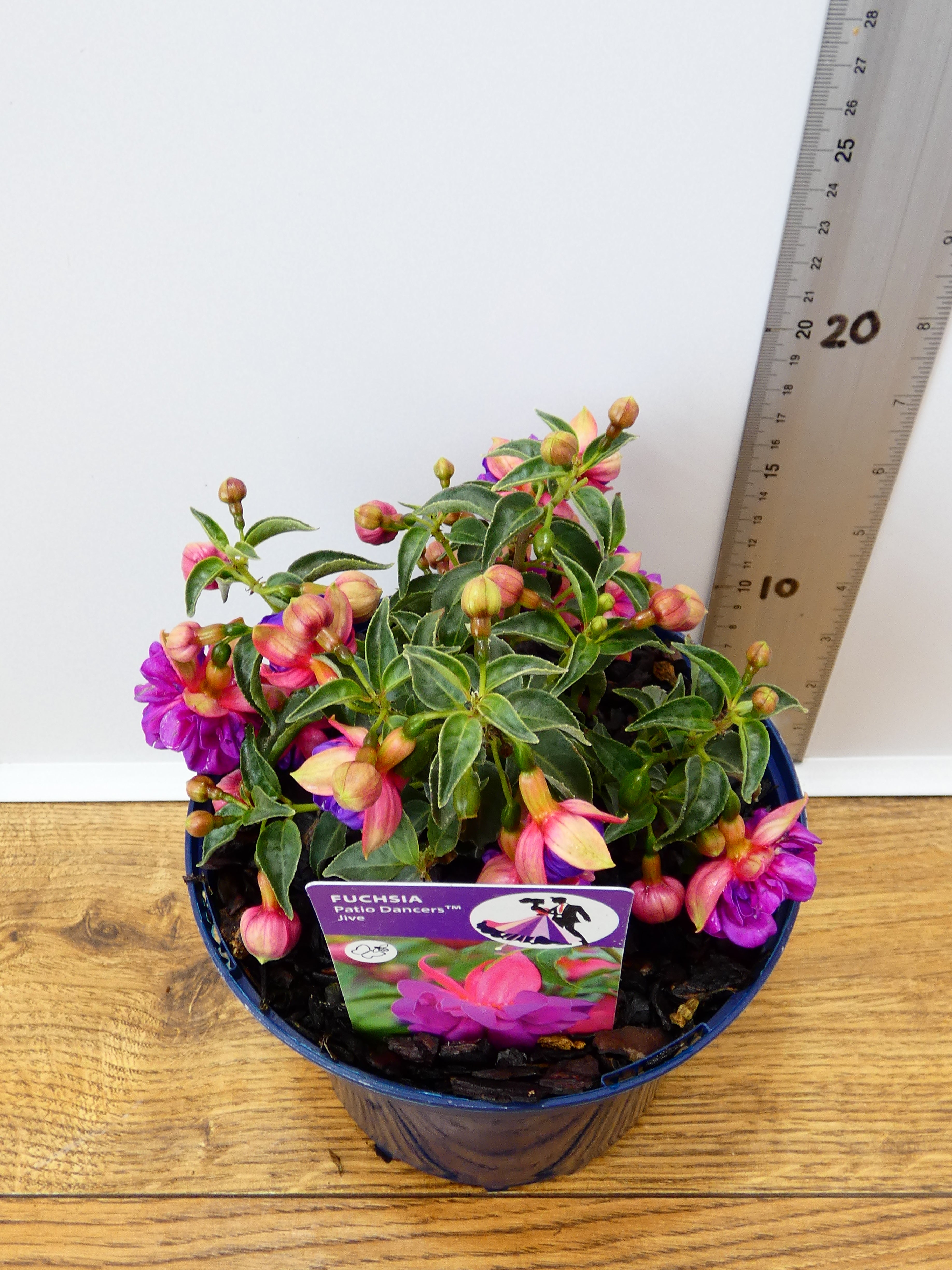 Fuchsia Patio Dancers 'Jive' (2ltr)