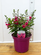 Angelonia Archangel 'Cherry Red'  (2ltr)