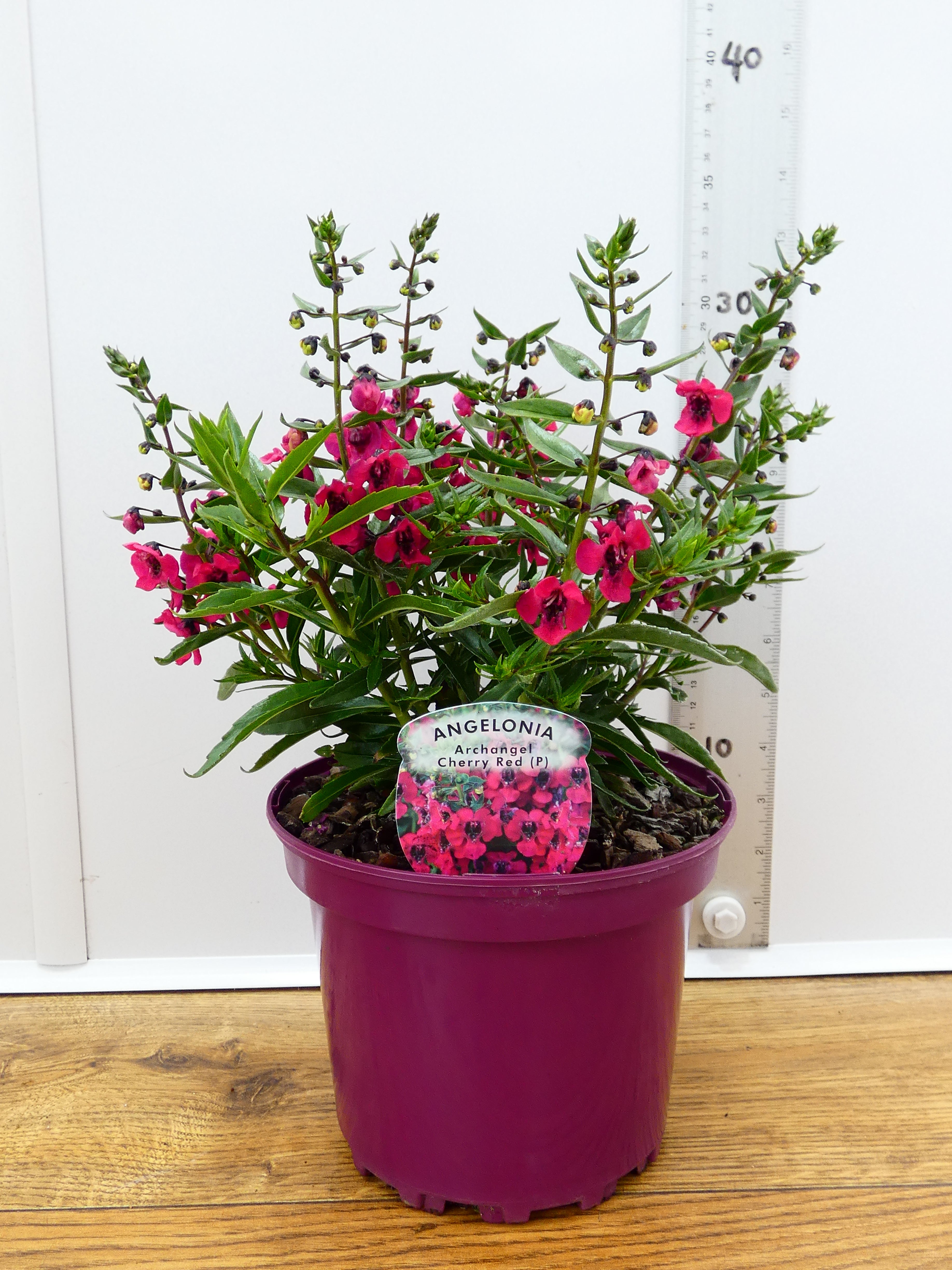 Angelonia Archangel 'Cherry Red'  (2ltr)
