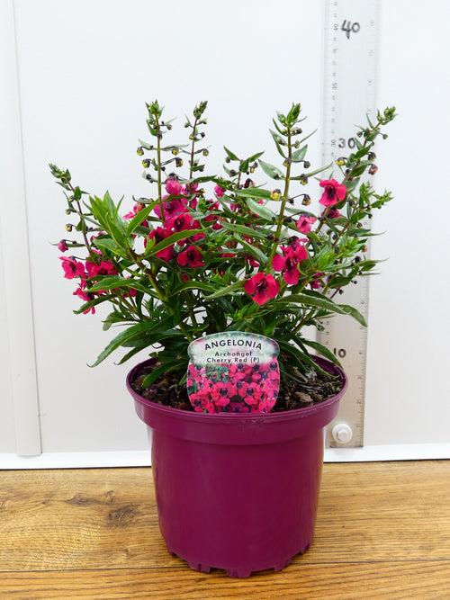Angelonia Archangel 'Cherry Red'  (2ltr)