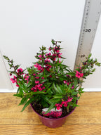 Angelonia Archangel 'Cherry Red'  (2ltr)