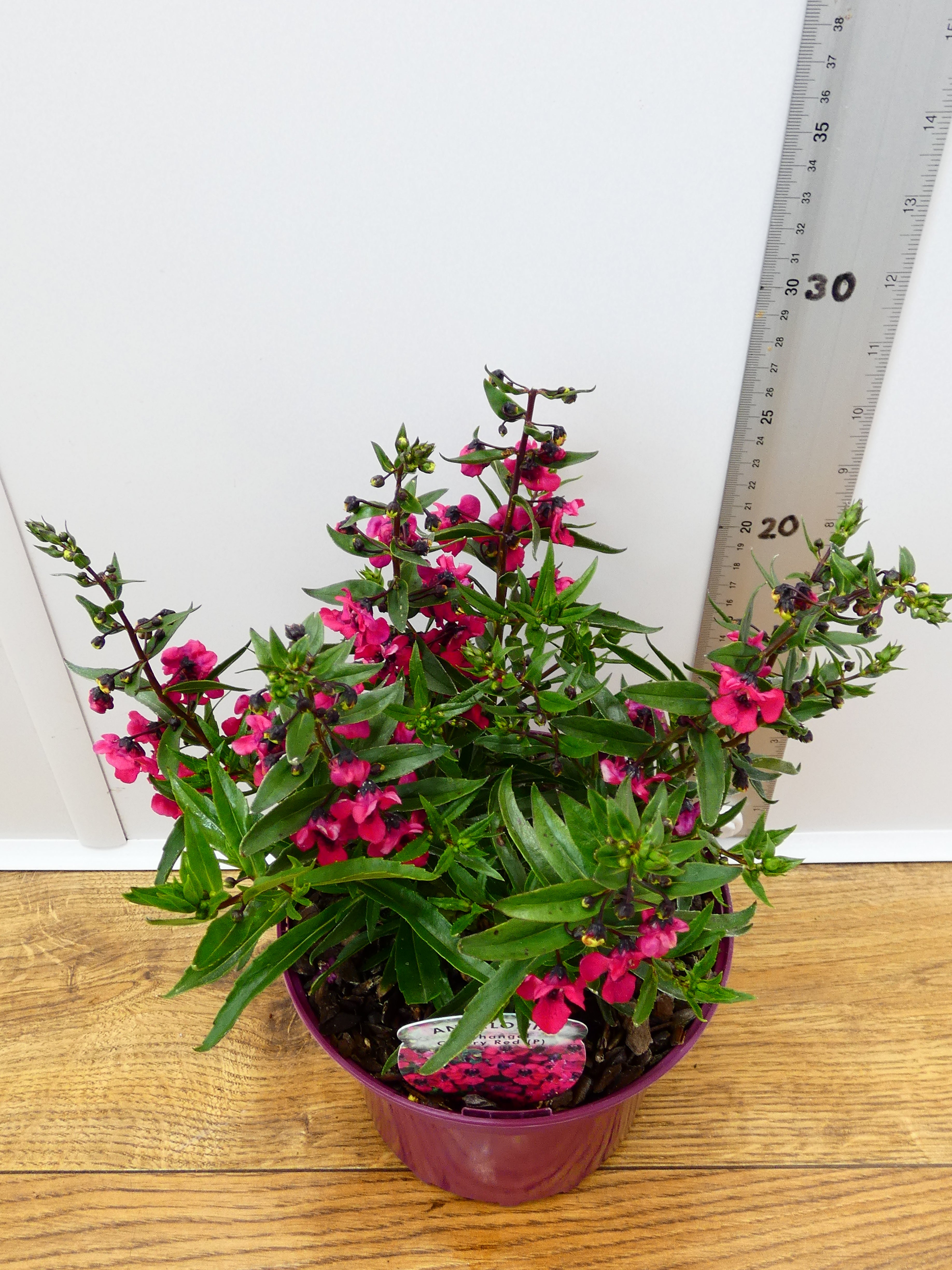 Angelonia Archangel 'Cherry Red'  (2ltr)