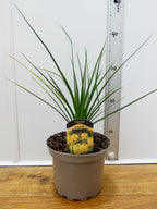 Kniphofia 'Banana Popsicle' (2ltr)