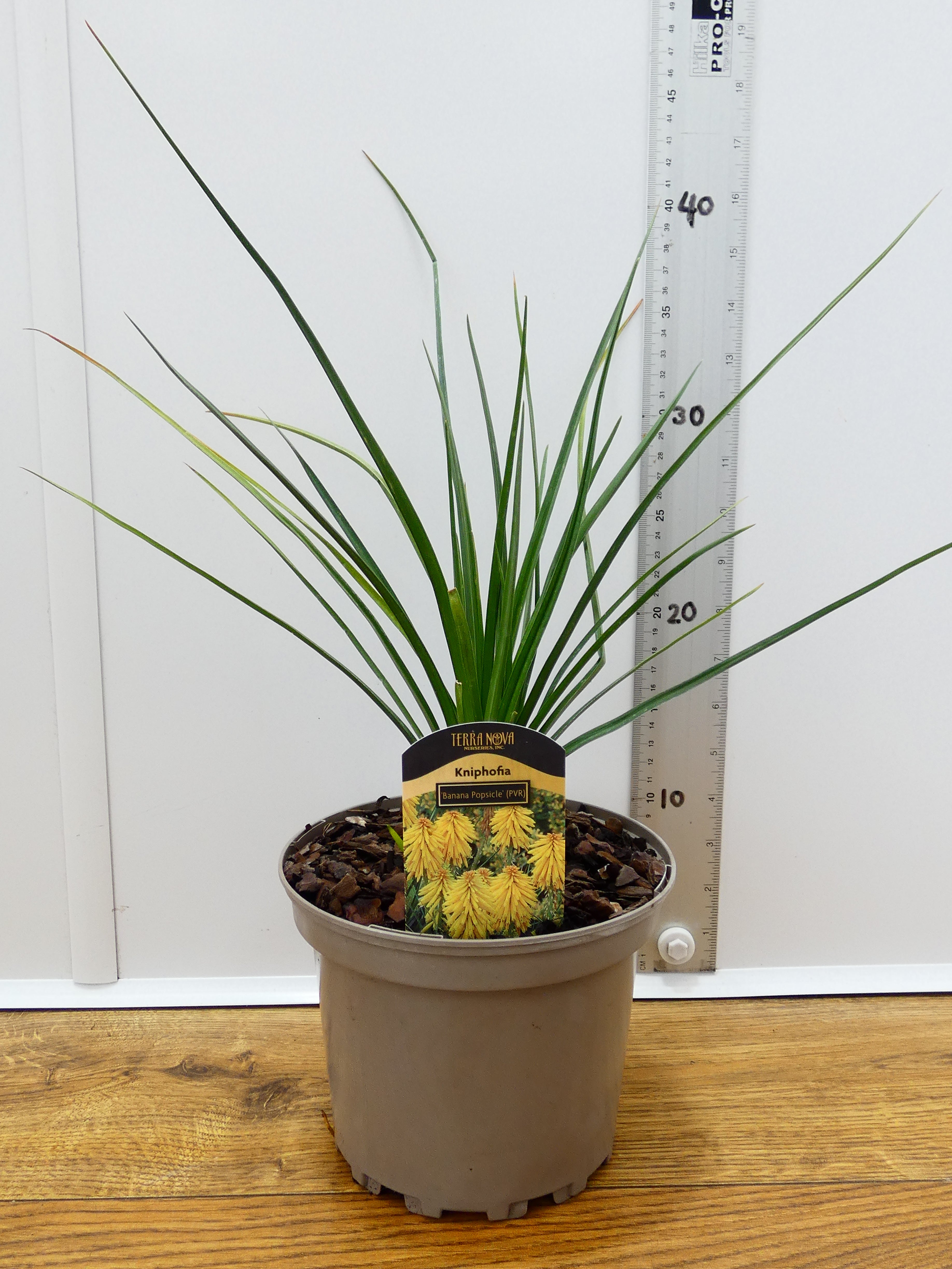 Kniphofia 'Banana Popsicle' (2ltr)