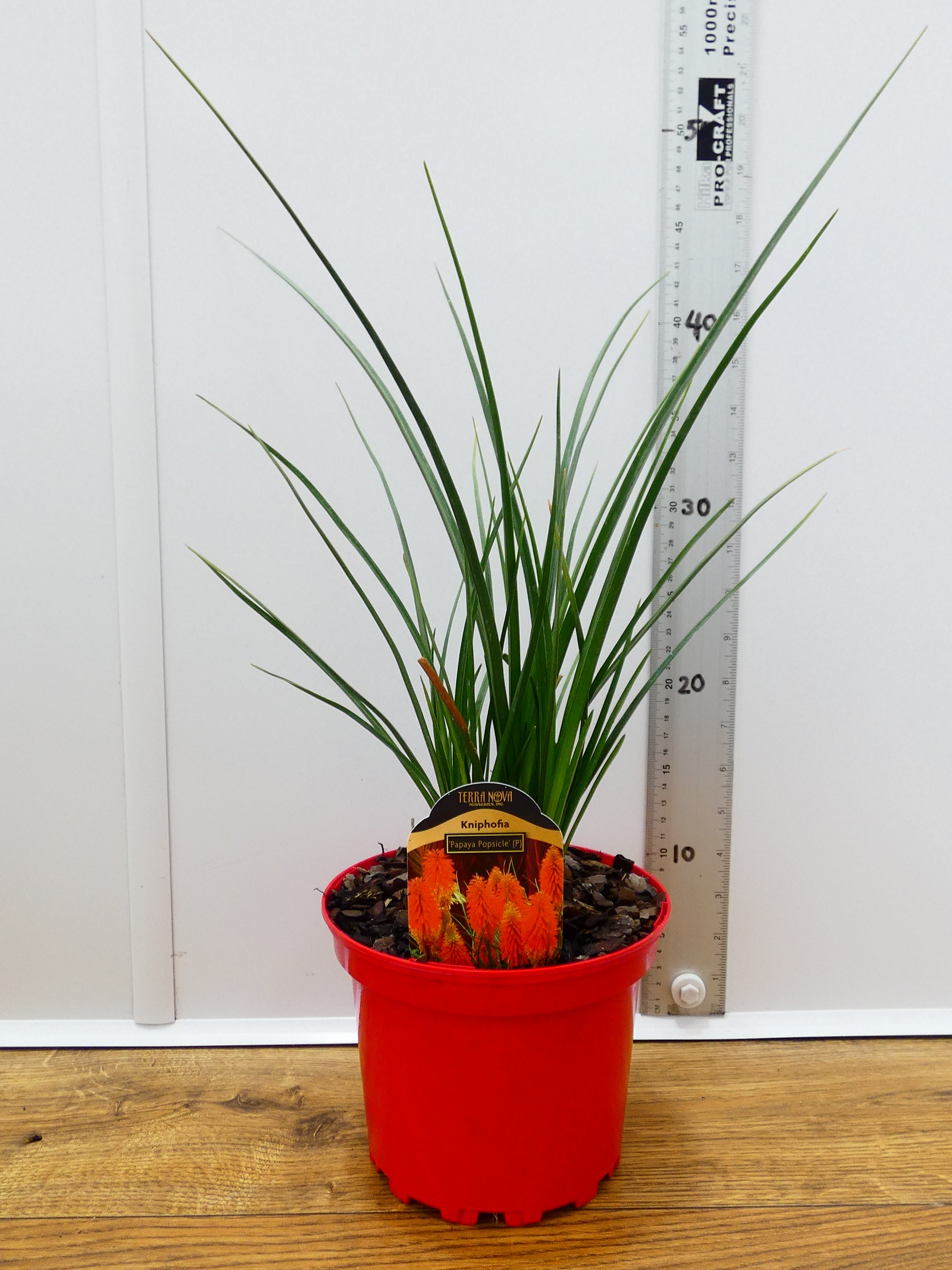 Kniphofia 'Papaya Popsicle' (2ltr)