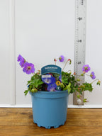 Geranium 'Rozanne' (2ltr)