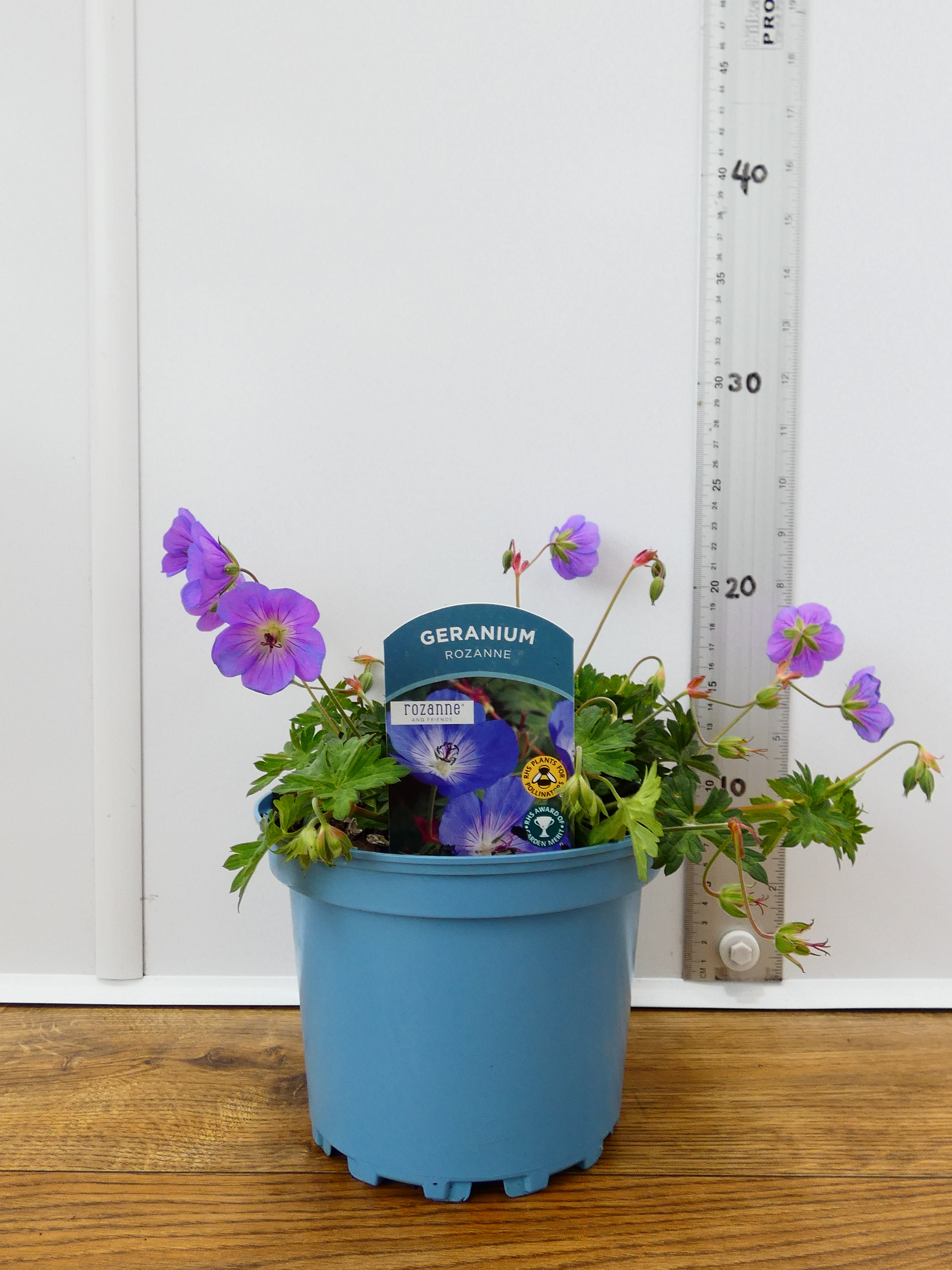 Geranium 'Rozanne' (2ltr)