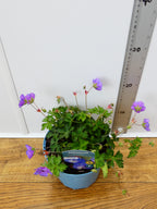 Geranium 'Rozanne' (2ltr)