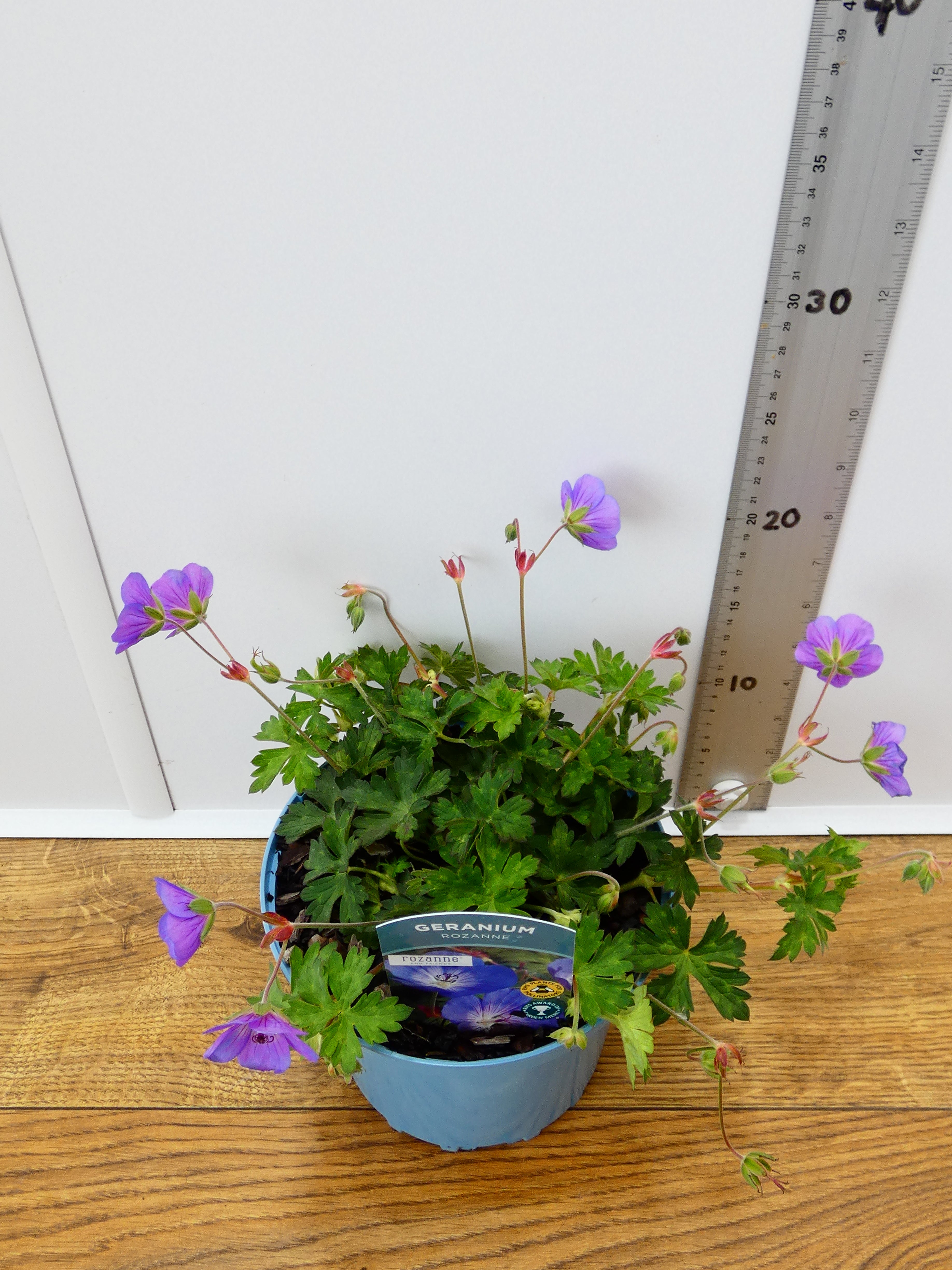 Geranium 'Rozanne' (2ltr)