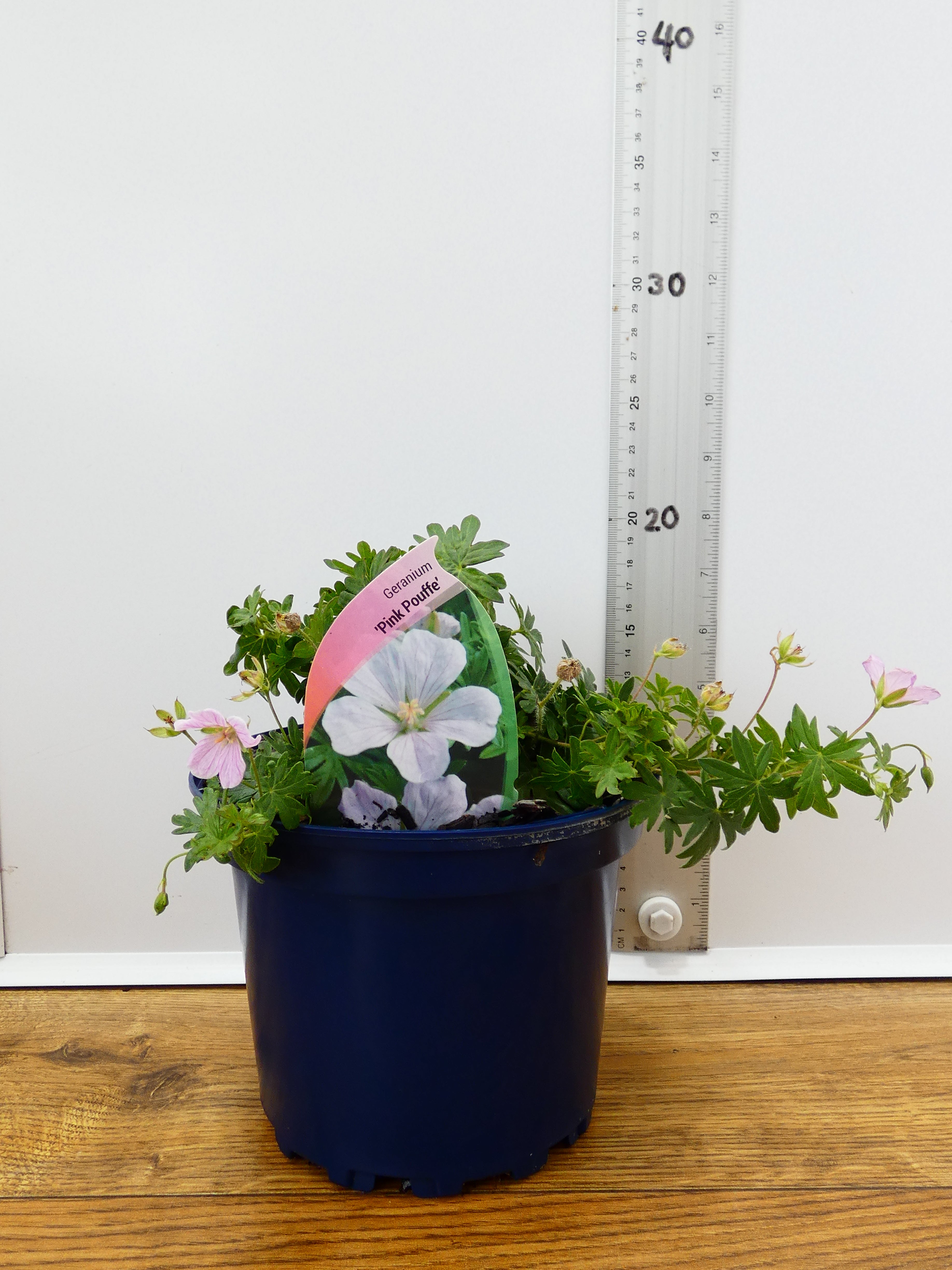 Geranium 'Pink Pouffe' (2ltr)
