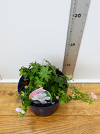 Geranium 'Pink Pouffe' (2ltr)