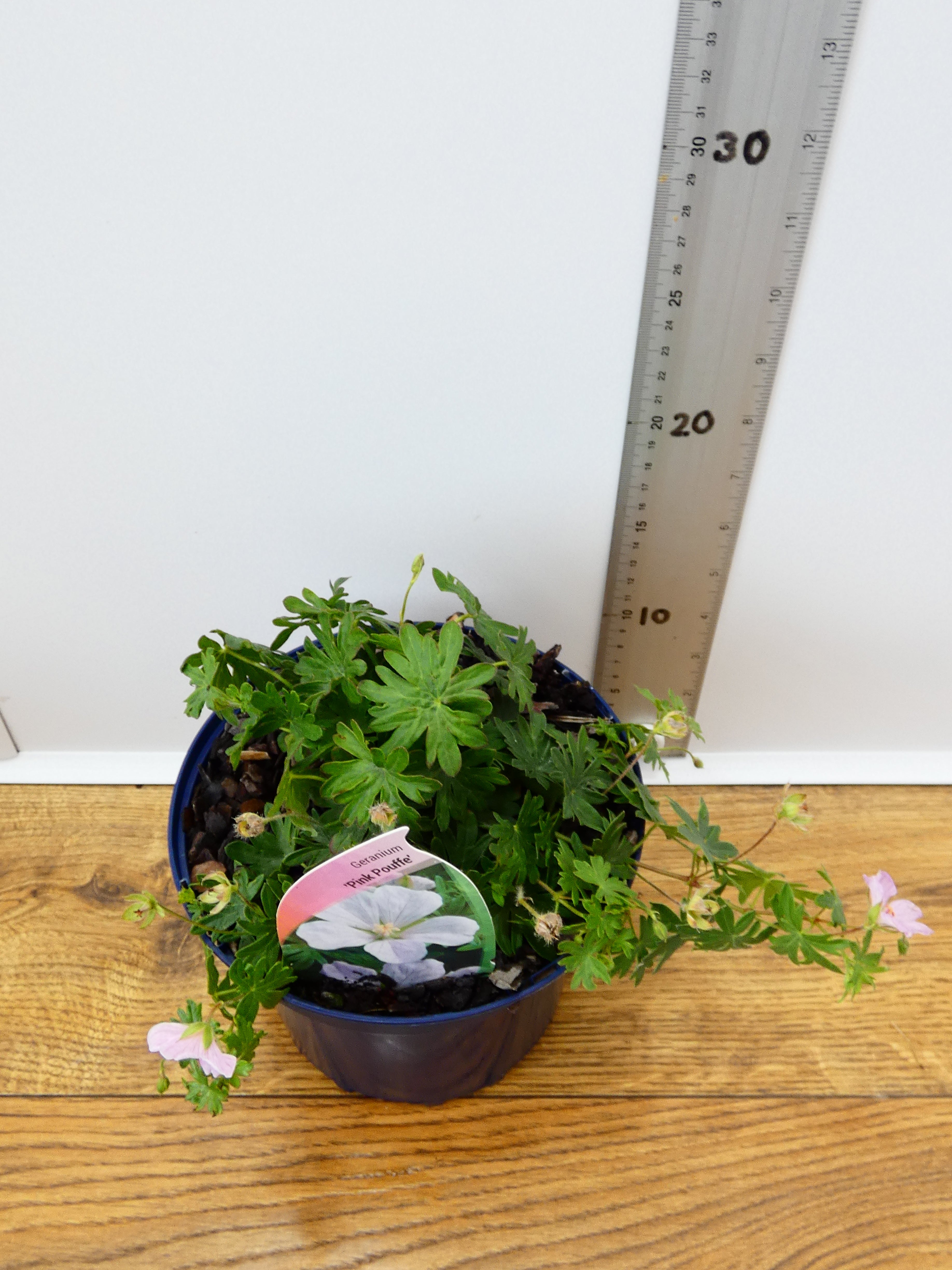 Geranium 'Pink Pouffe' (2ltr)