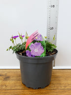 Geranium 'Little Charmer' (2ltr)