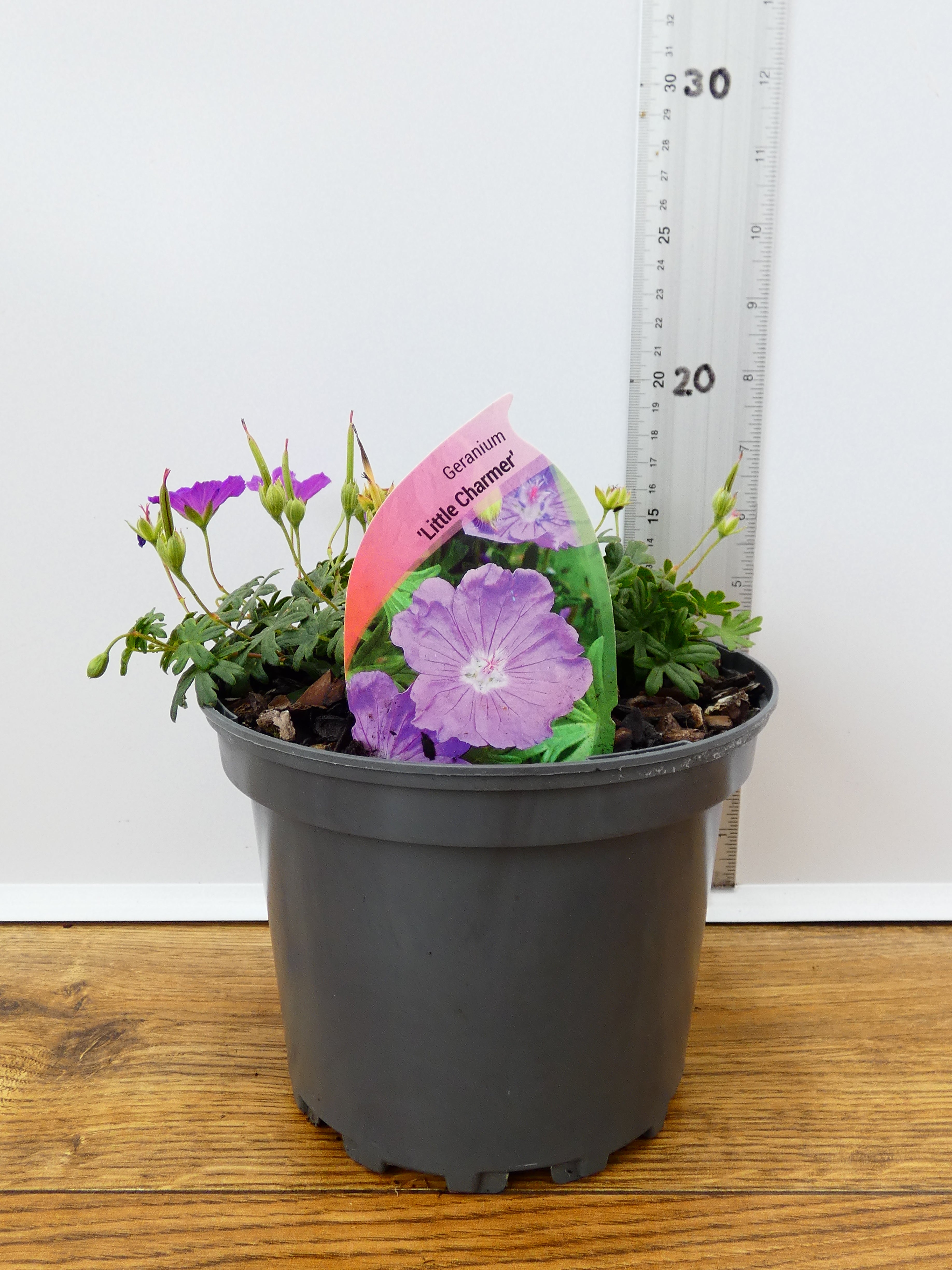 Geranium 'Little Charmer' (2ltr)