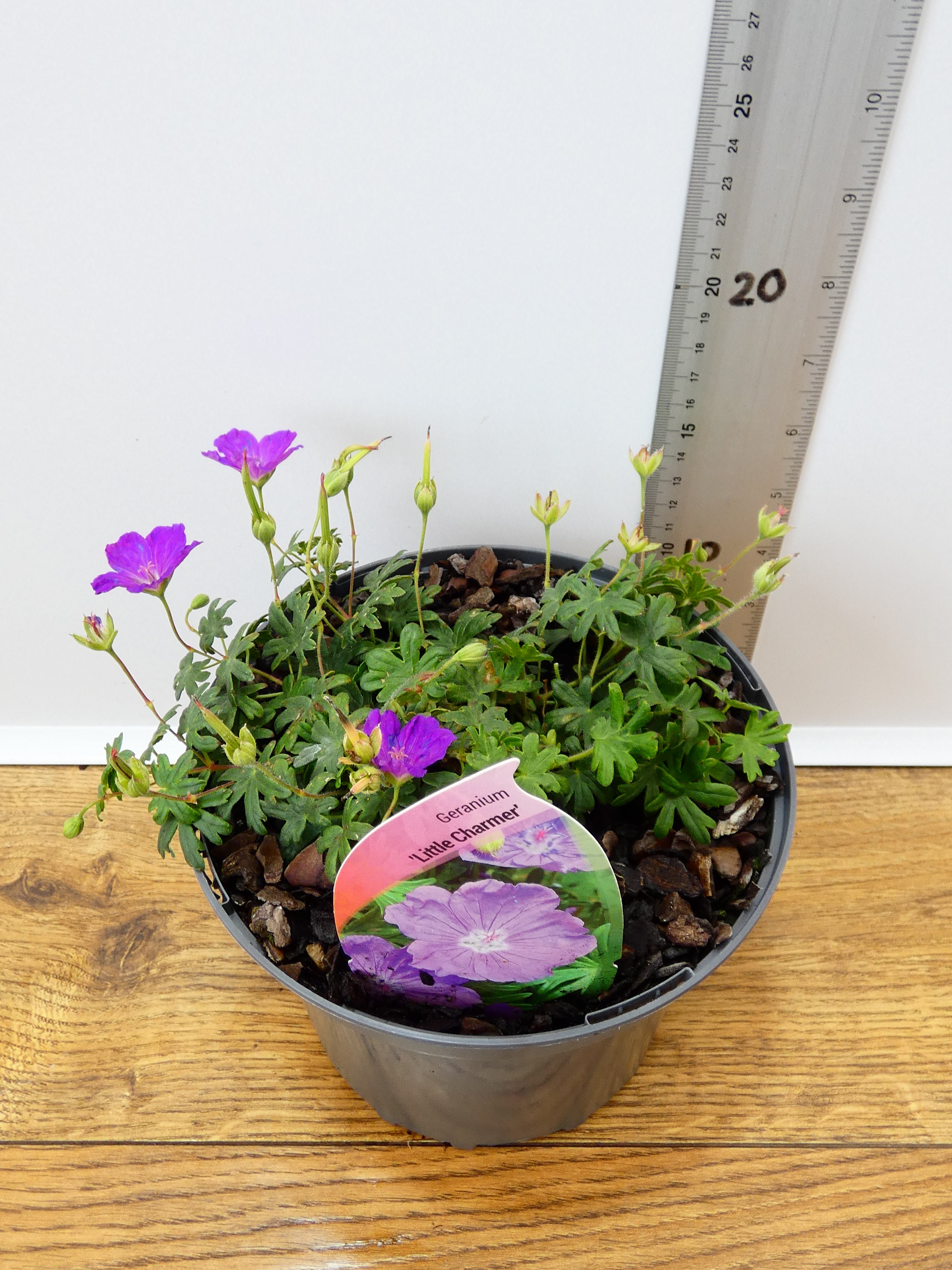 Geranium 'Little Charmer' (2ltr)