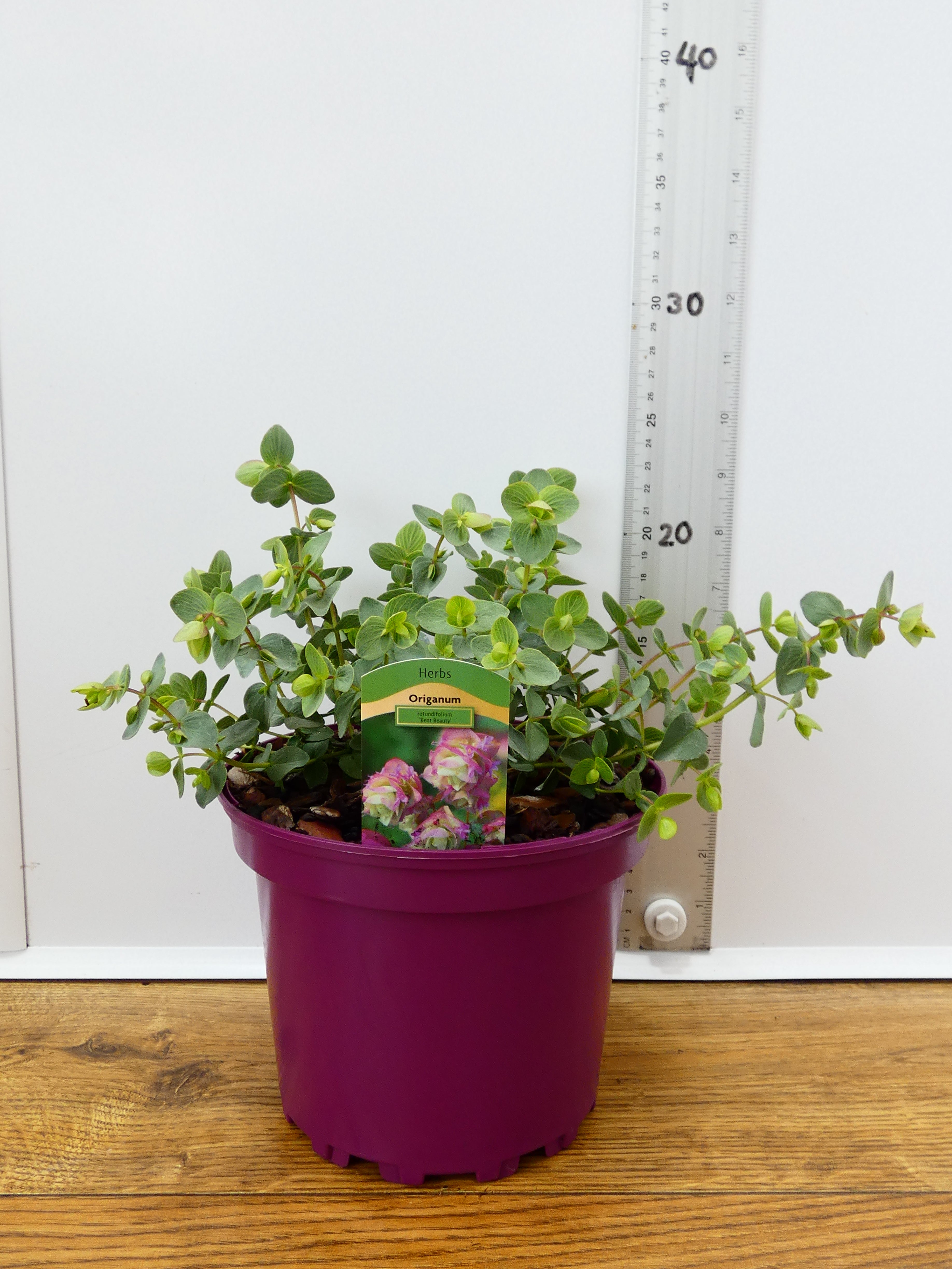 Origanum 'Kent Beauty' (2ltr)
