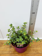 Origanum 'Kent Beauty' (2ltr)