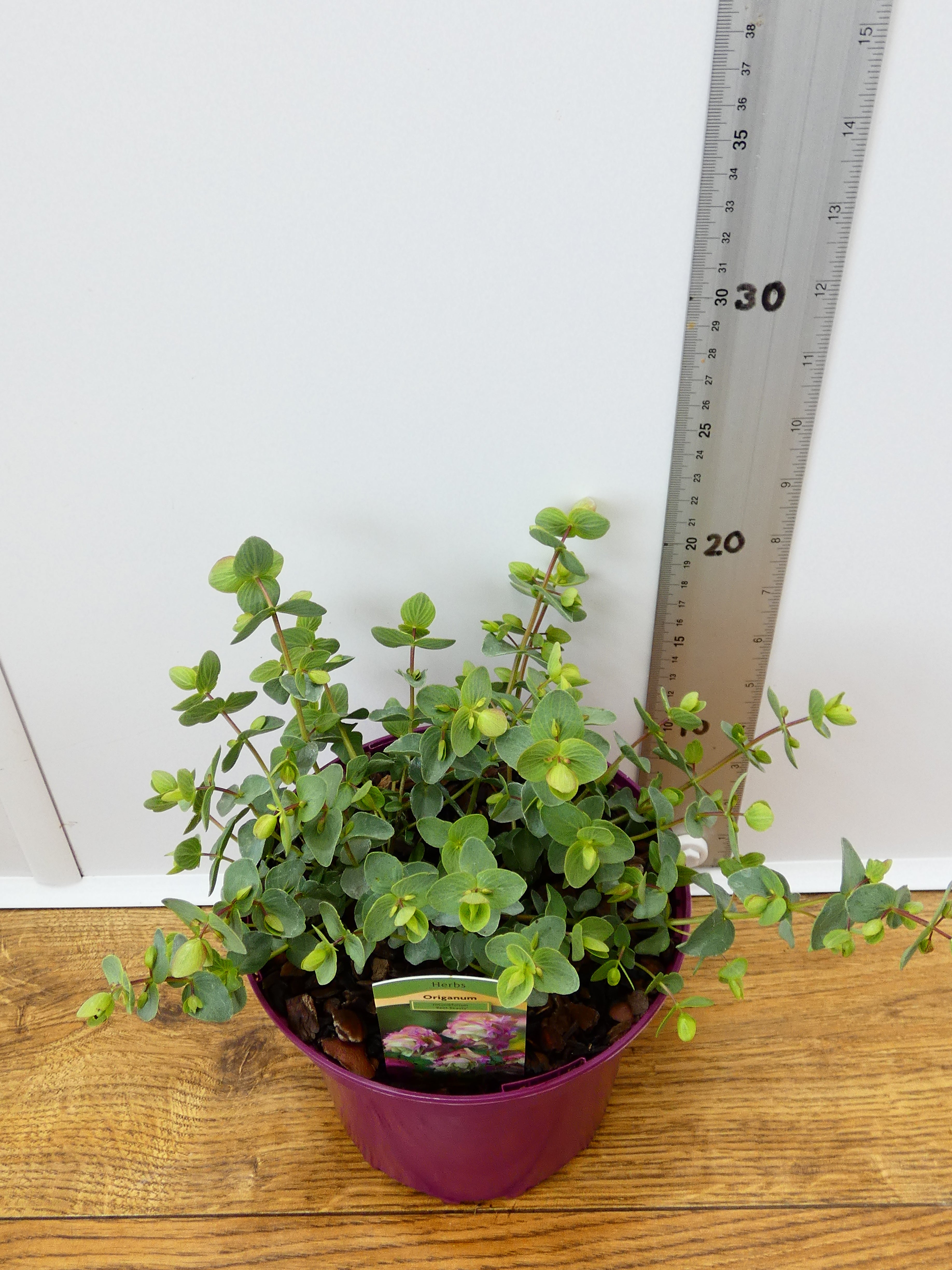 Origanum 'Kent Beauty' (2ltr)