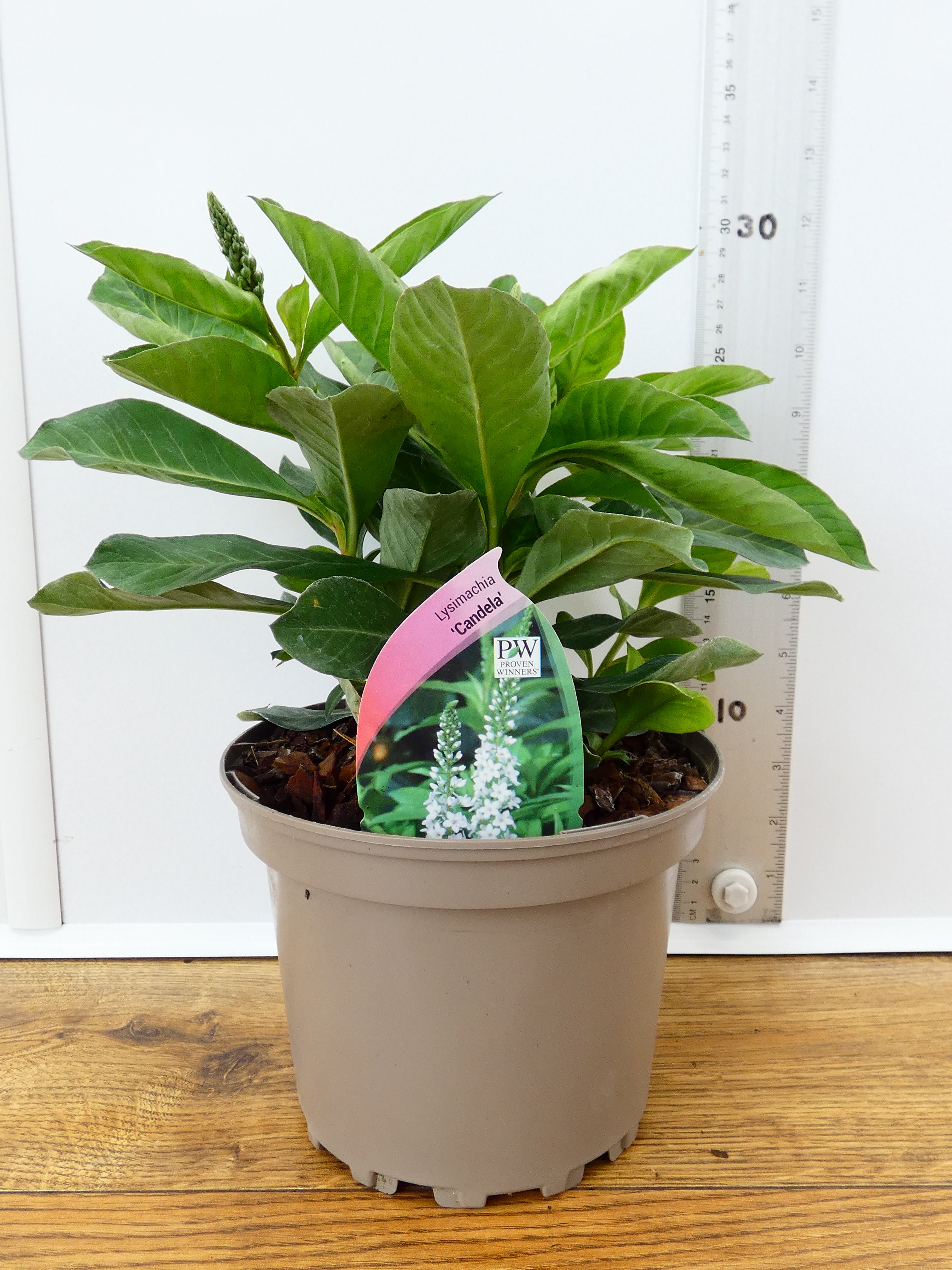 Lysimachia 'Candela' (2ltr)