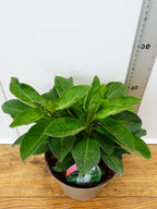 Lysimachia 'Candela' (2ltr)