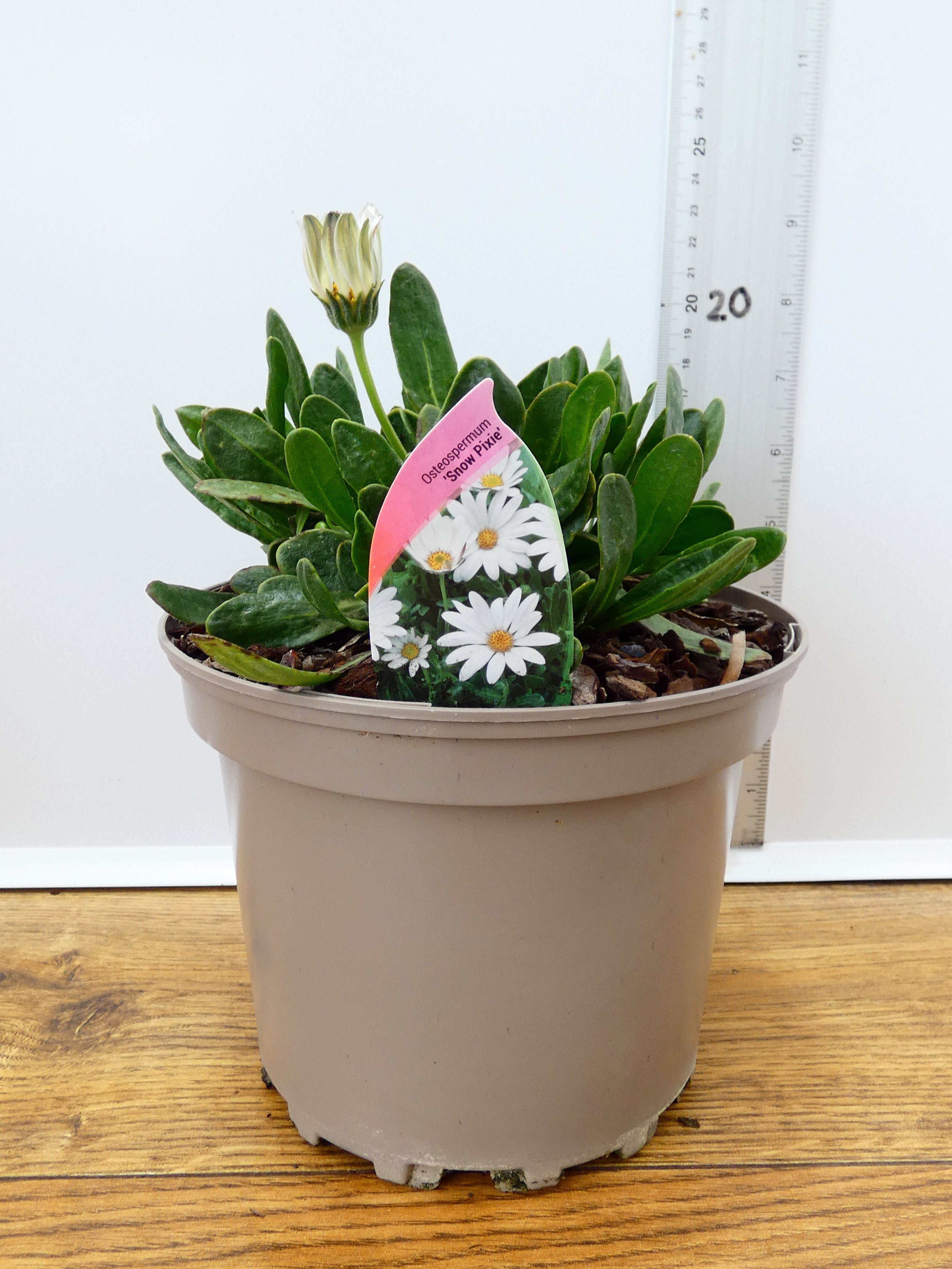Osteospermum 'Snow Pixie' (2ltr)