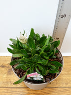 Osteospermum 'Snow Pixie' (2ltr)