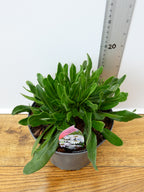 Osteospermum 'Lady Leitrim' (2ltr)