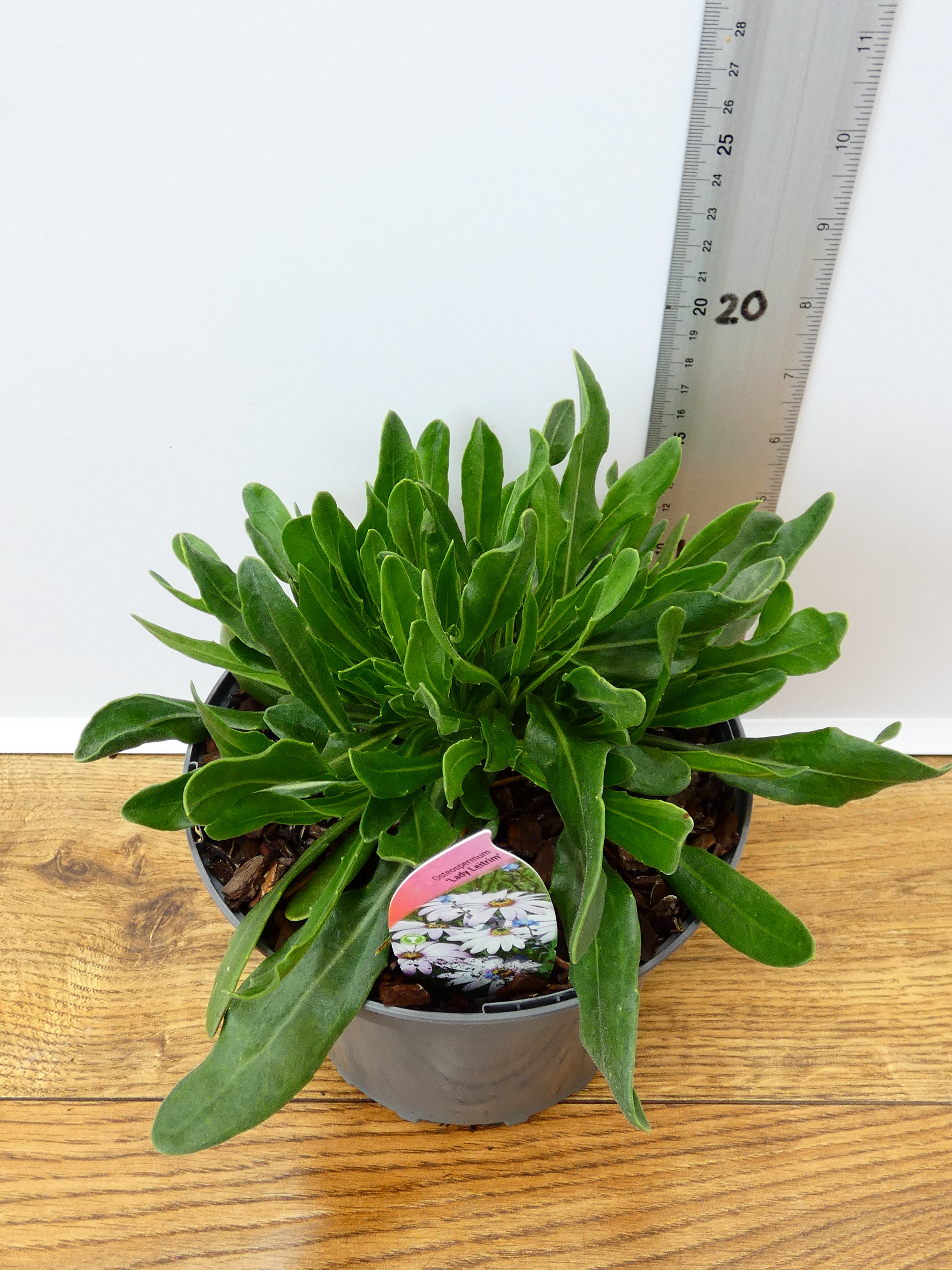 Osteospermum 'Lady Leitrim' (2ltr)