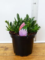 Osteospermum 'Compactum' (2ltr)
