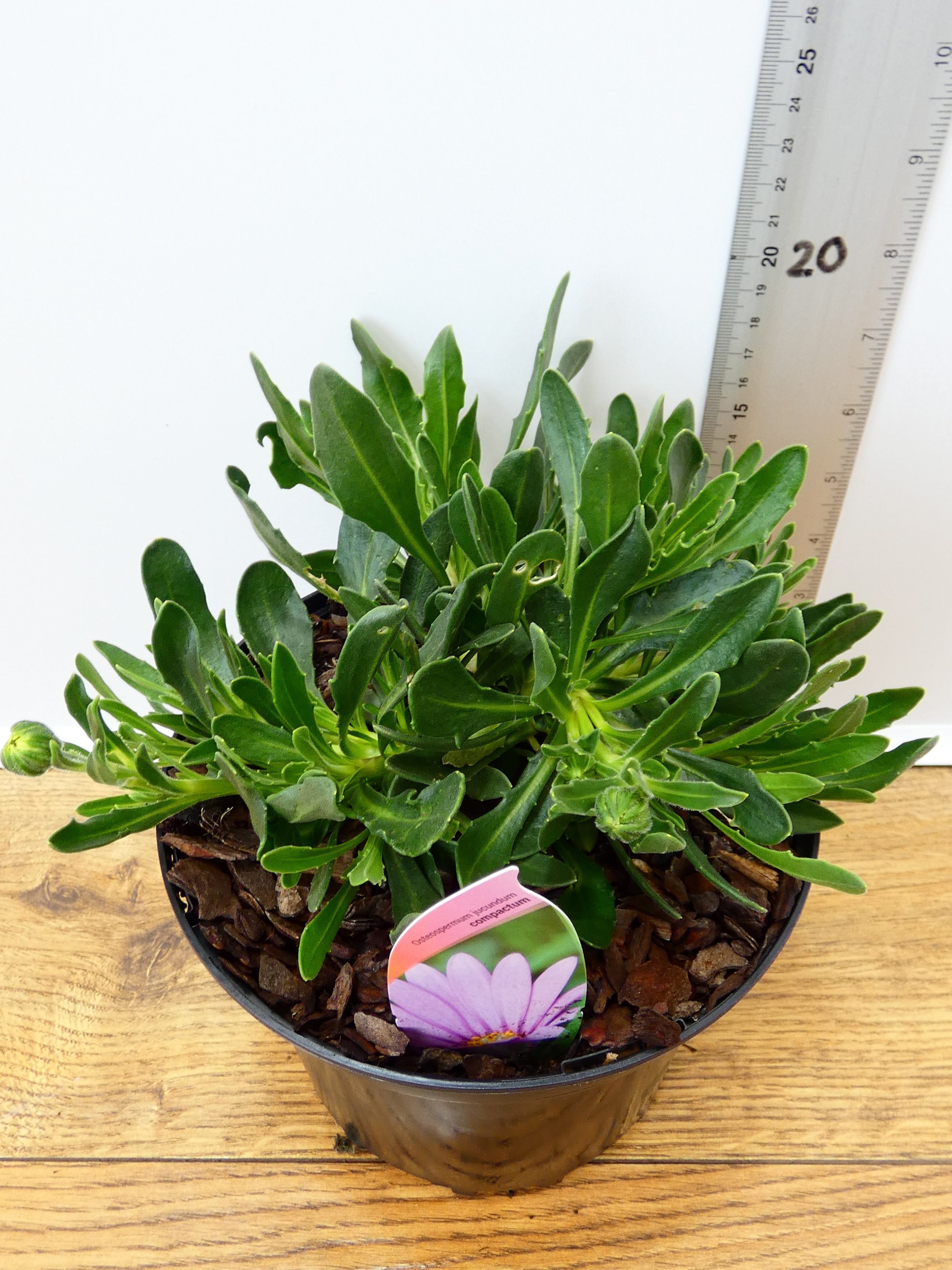 Osteospermum 'Compactum' (2ltr)