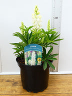 Lupine 'Legendary White Shades' (2ltr)