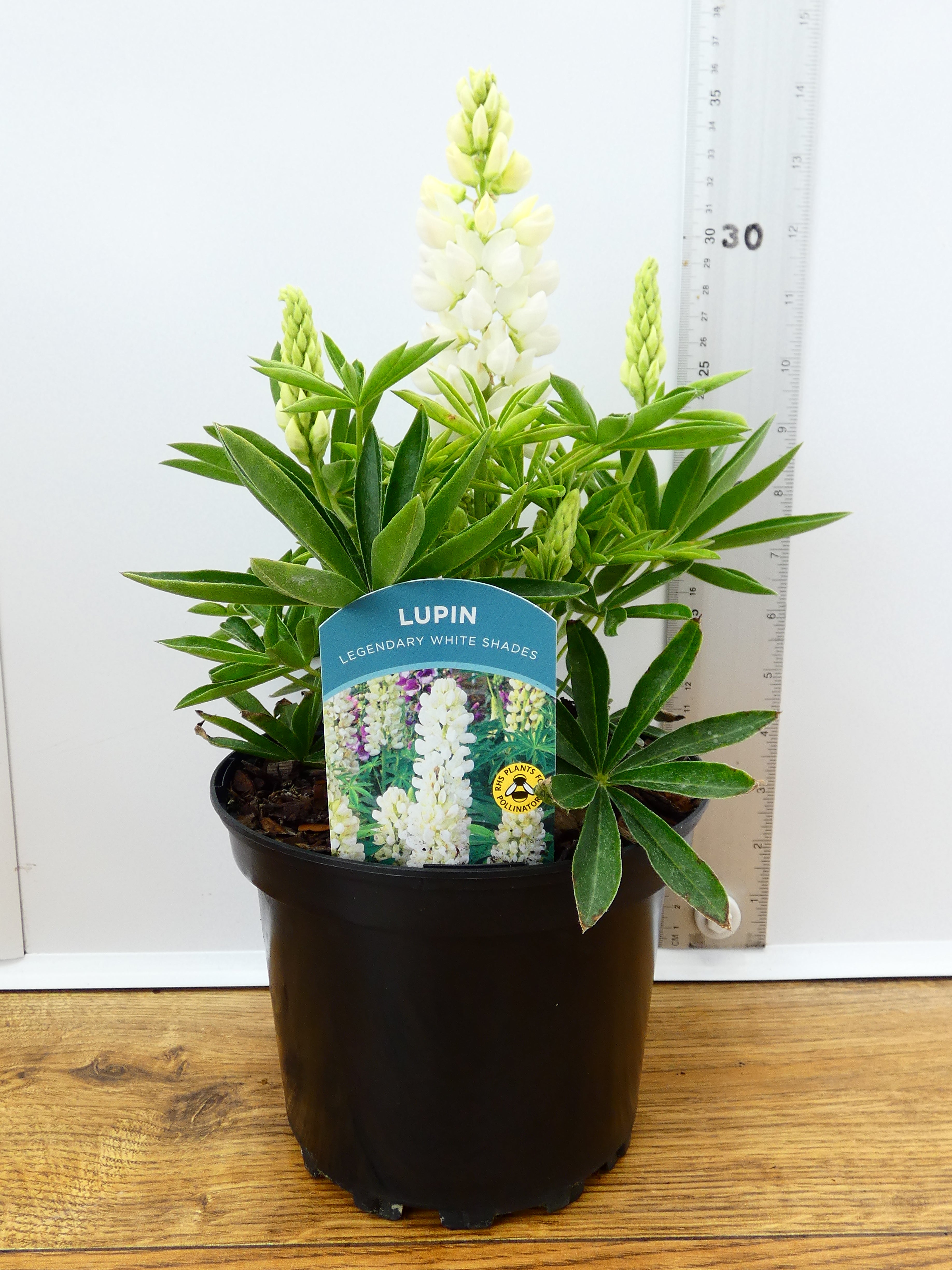 Lupine 'Legendary White Shades' (2ltr)