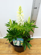 Lupine 'Legendary White Shades' (2ltr)