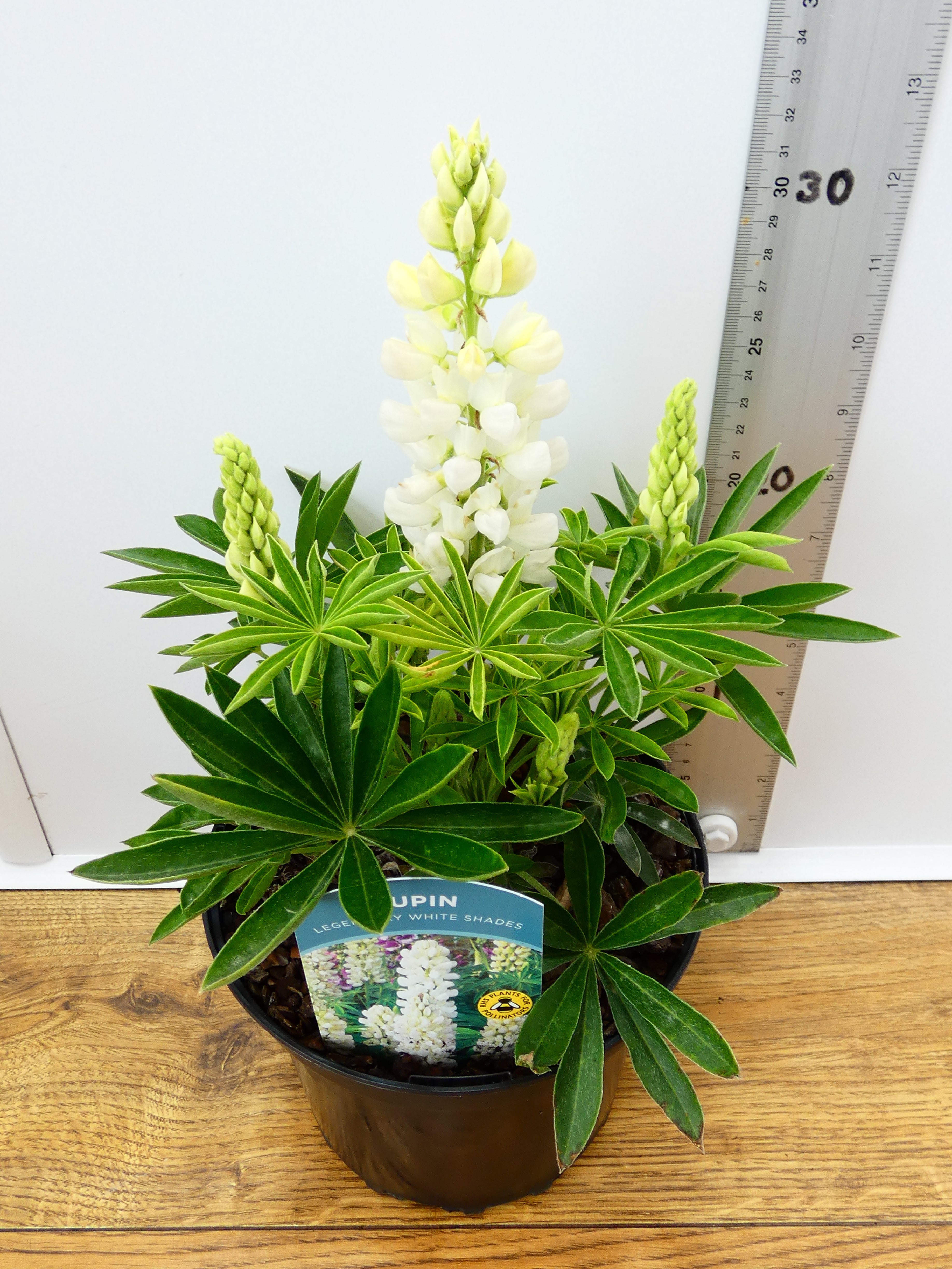 Lupine 'Legendary White Shades' (2ltr)
