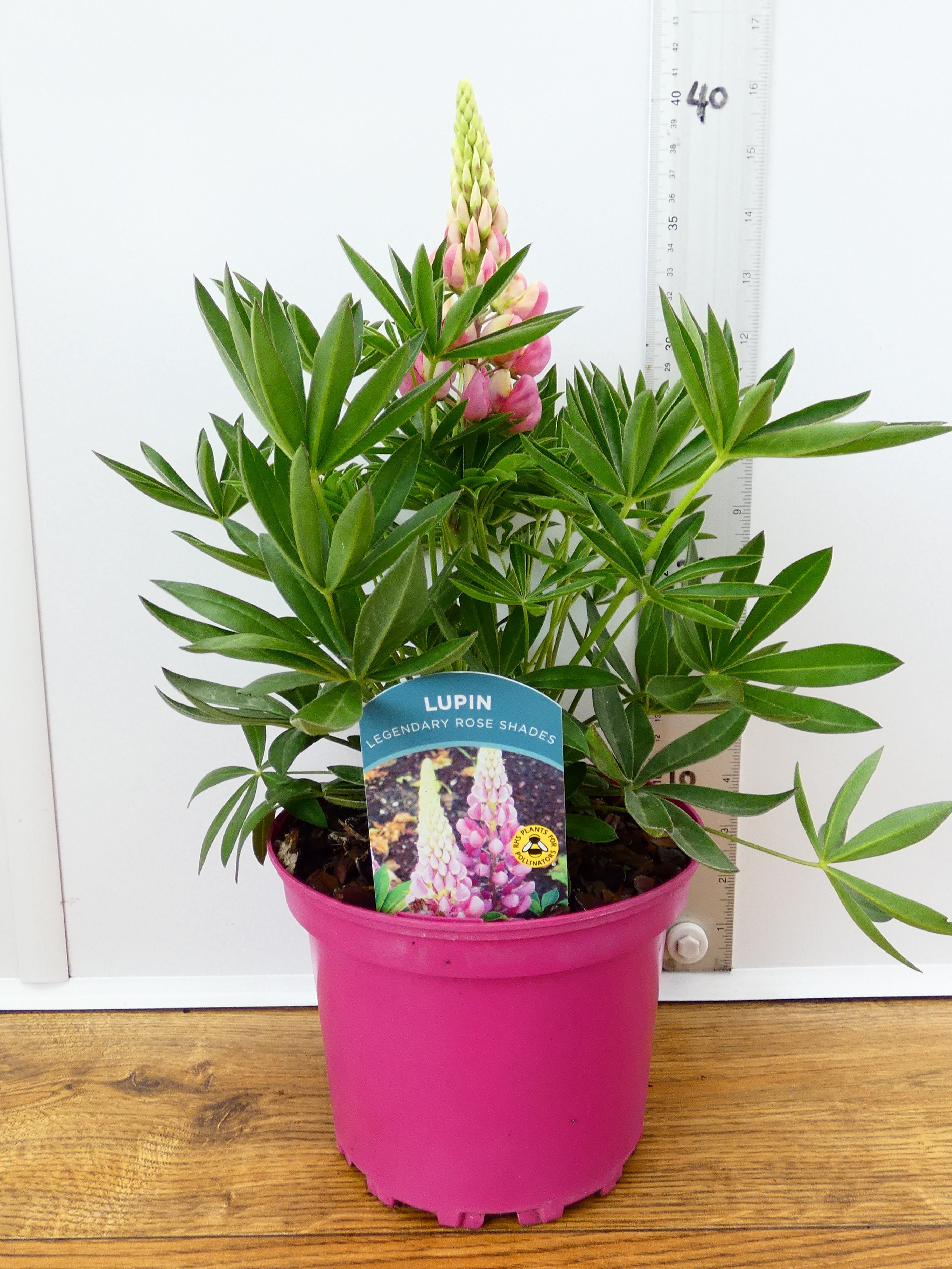 Lupine 'Legendary Rose Shades' (2ltr)