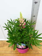 Lupine 'Legendary Rose Shades' (2ltr)