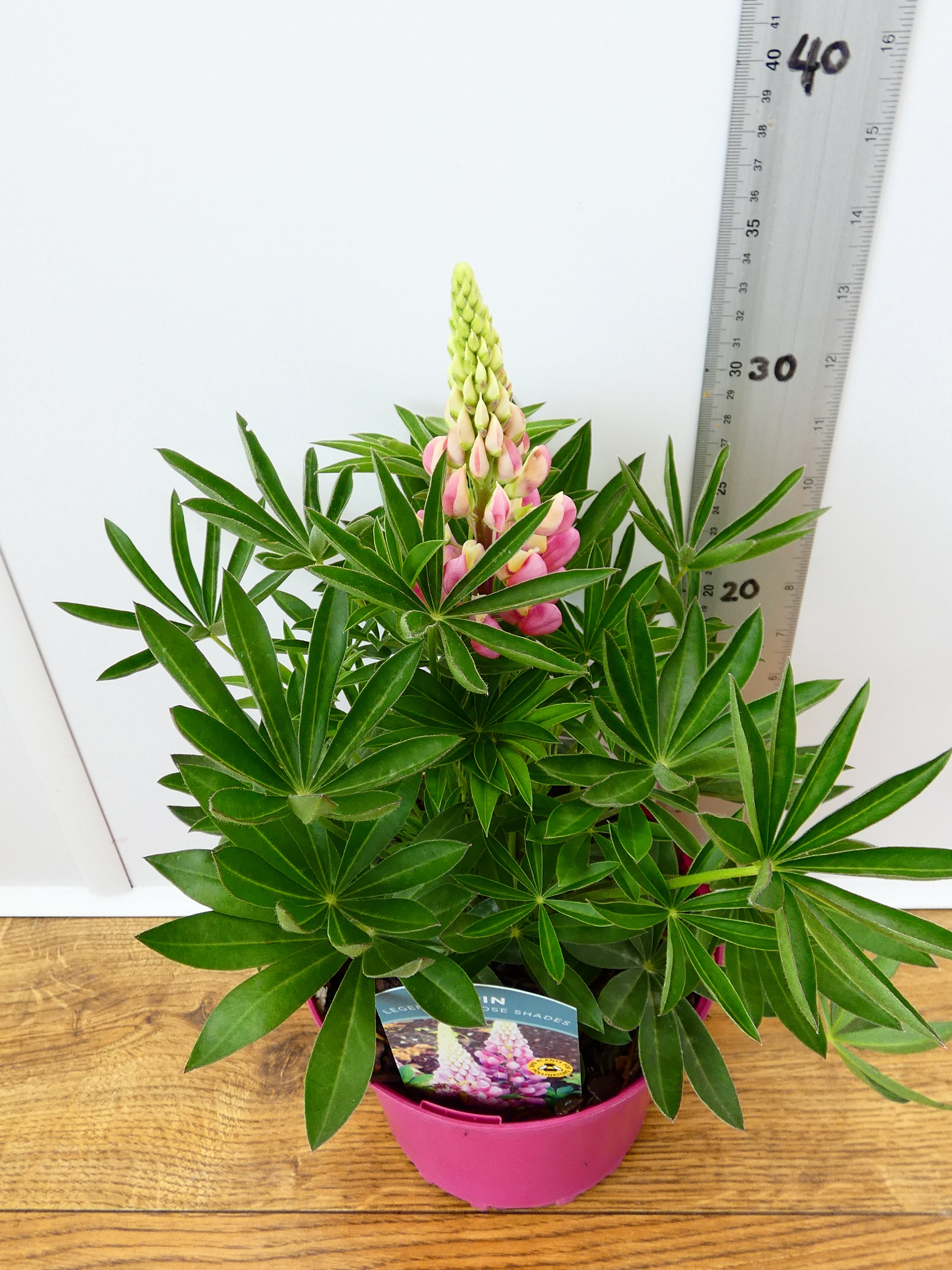 Lupine 'Legendary Rose Shades' (2ltr)