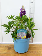 Lupine 'Legendary Blue Shades' (2ltr)