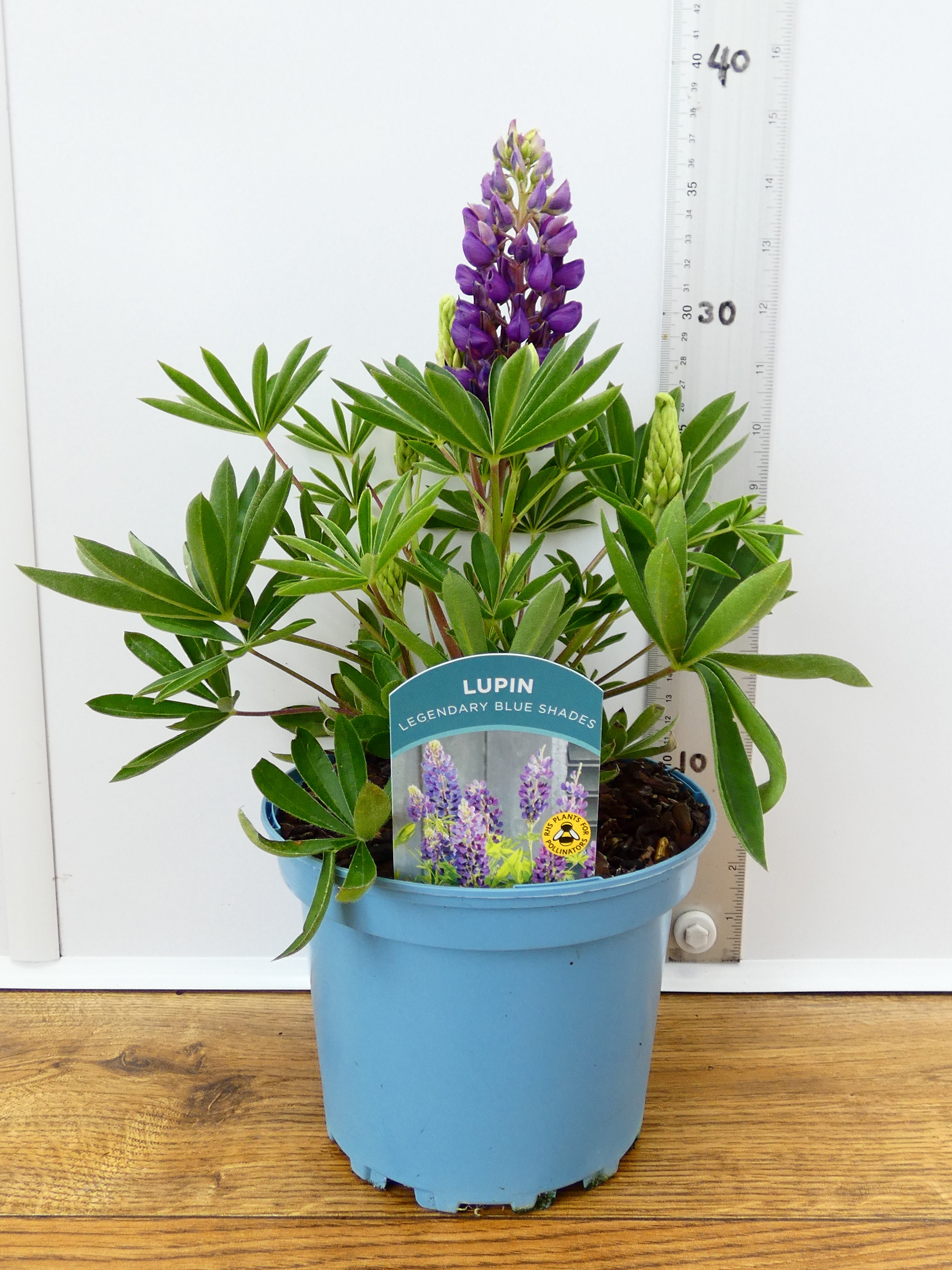 Lupine 'Legendary Blue Shades' (2ltr)