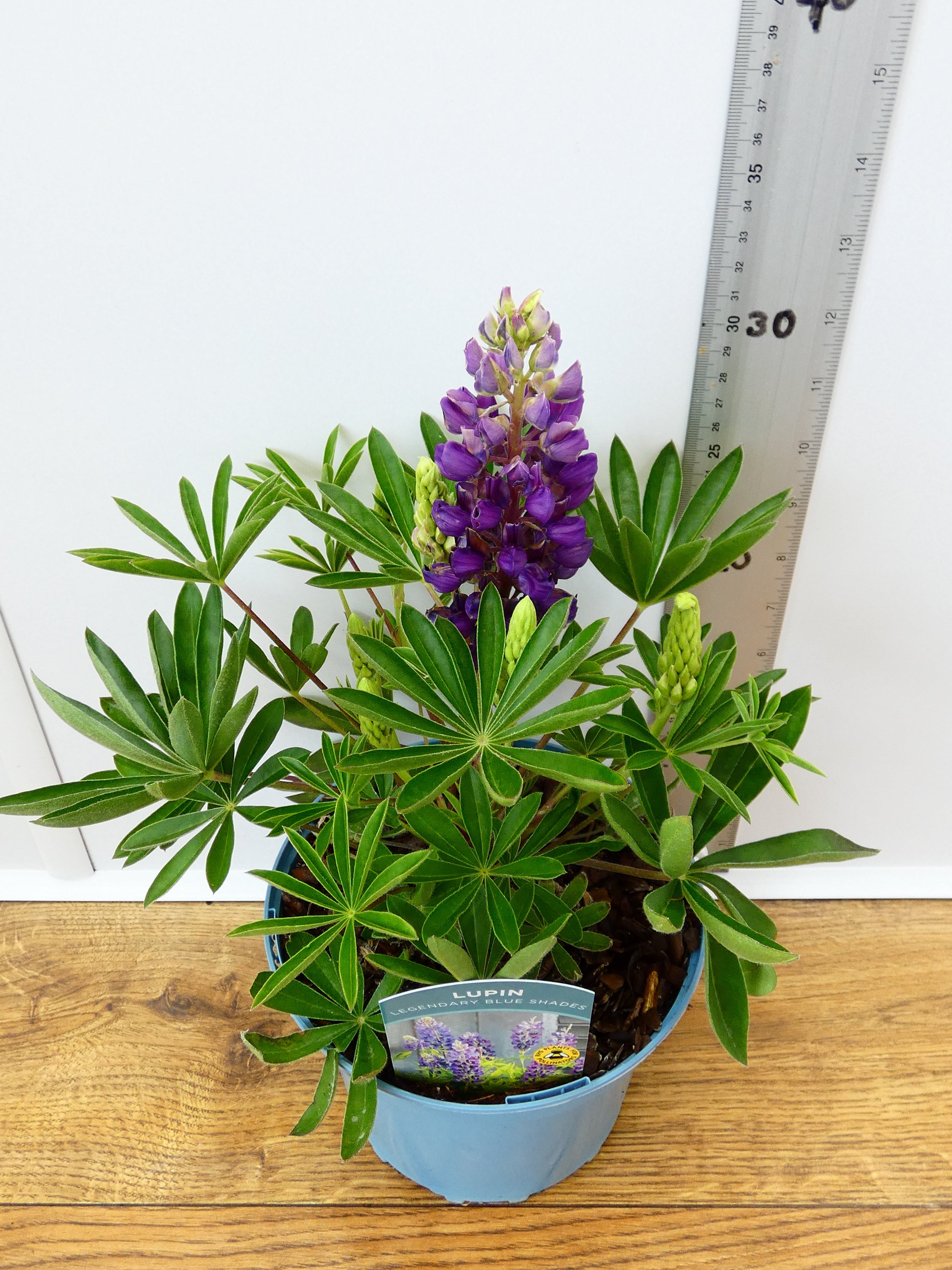 Lupine 'Legendary Blue Shades' (2ltr)