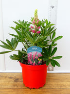 Lupine 'Legendary Red Shades' (2ltr)
