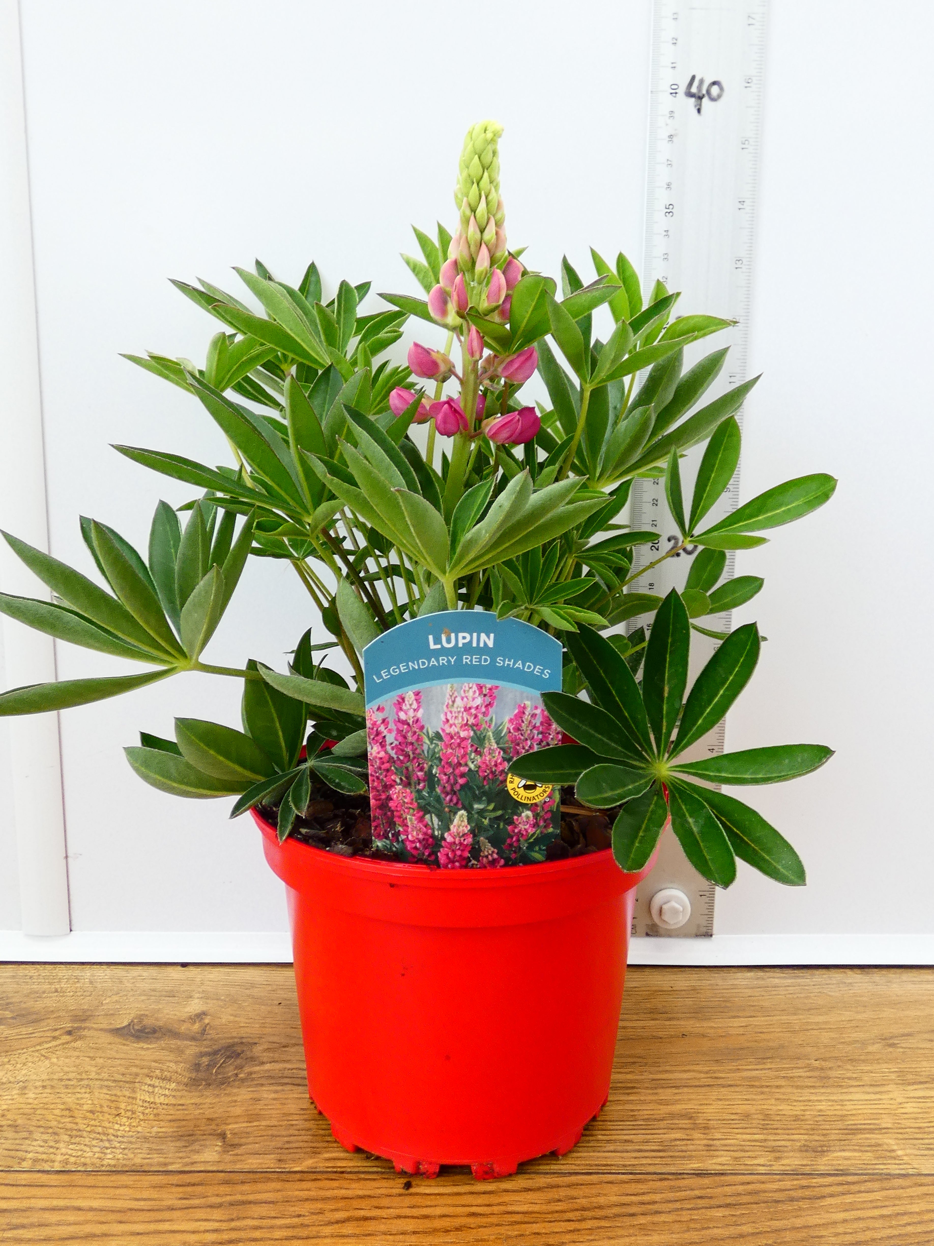 Lupine 'Legendary Red Shades' (2ltr)