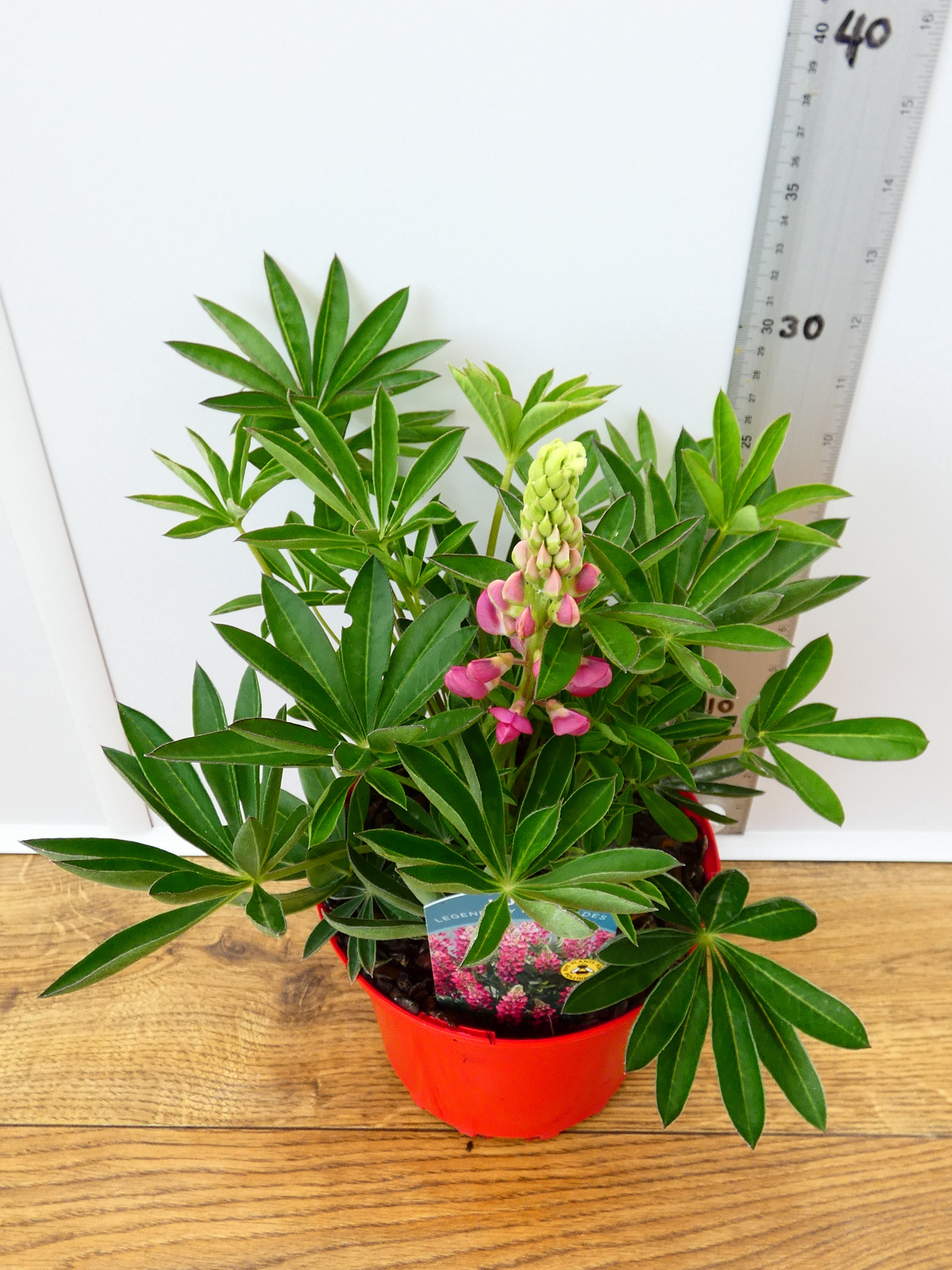 Lupine 'Legendary Red Shades' (2ltr)