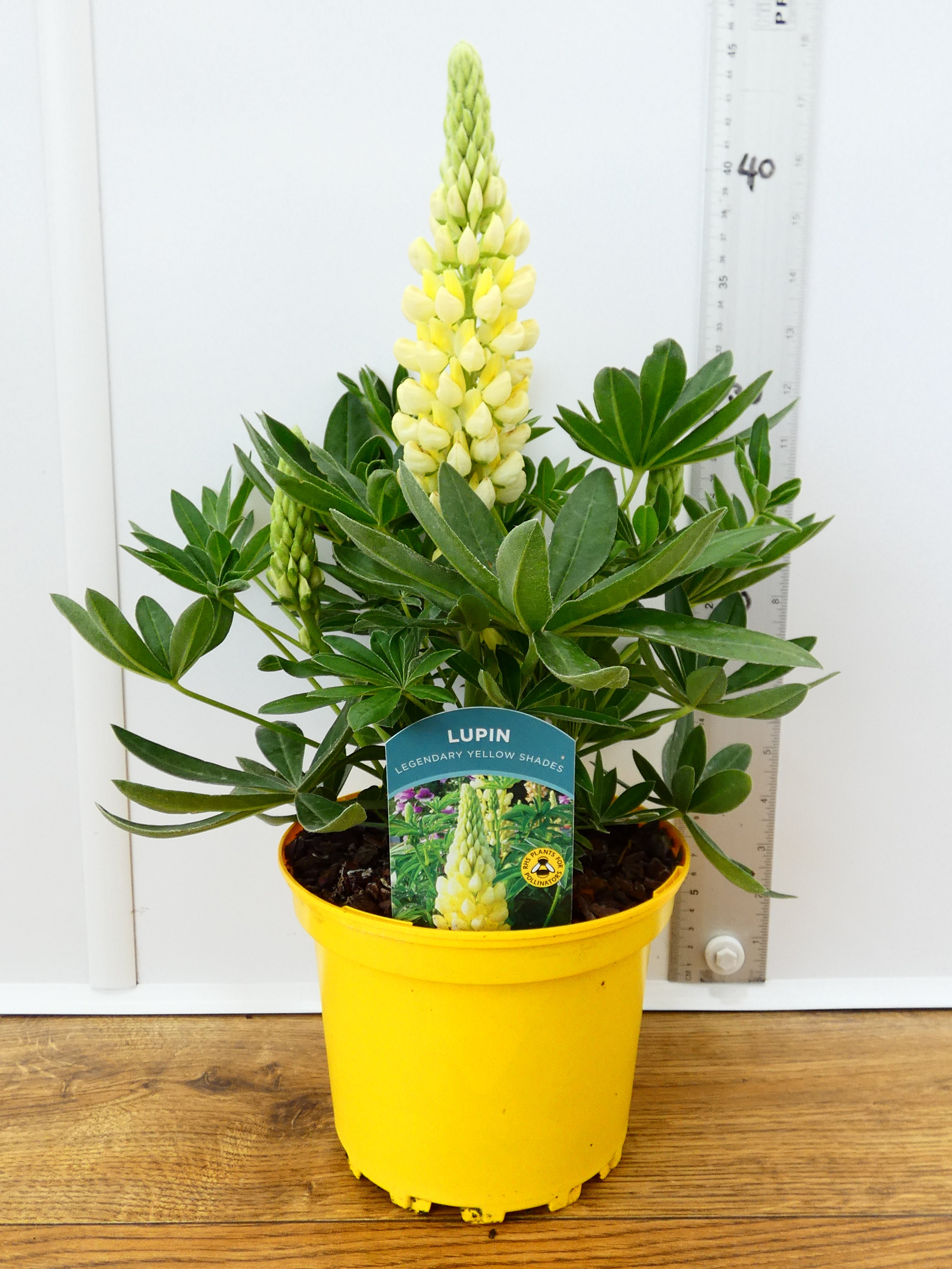 Lupine Legendary Yellow Shades (2ltr)