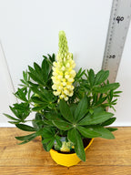 Lupine Legendary Yellow Shades (2ltr)